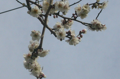 写真1